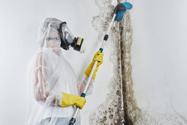 Best HVAC Mold Remediation in Sardis, MS