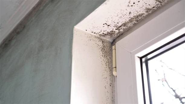 Best Health and Safety Mold Remediation in Sardis, MS