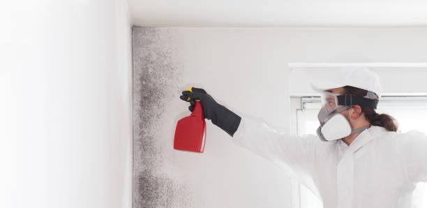 Best Bathroom Mold Remediation in Sardis, MS
