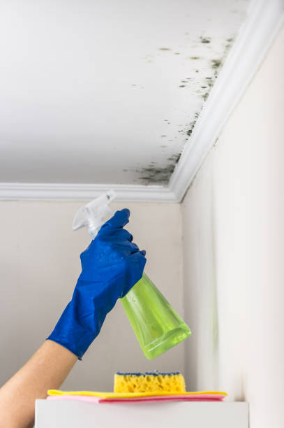 Best Post-Flood Mold Remediation in Sardis, MS